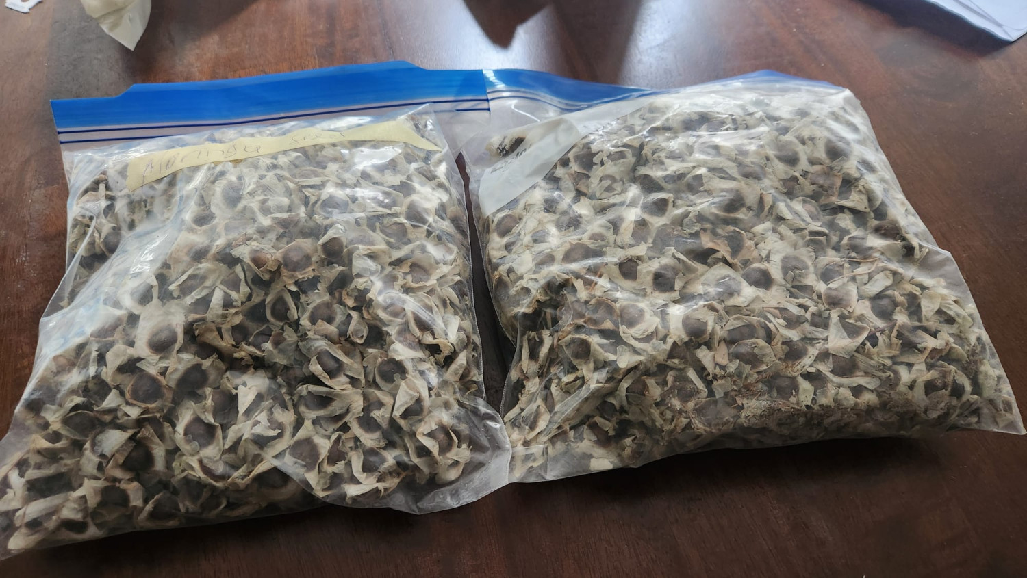 Moringa Seed